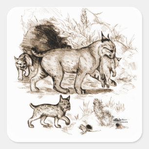 Adesivo Quadrado Família Bobcat