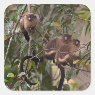 Adesivo Quadrado Família de macacos-sagui