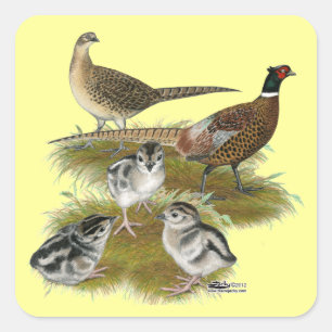 Adesivo Quadrado Família do faisão de Ringneck