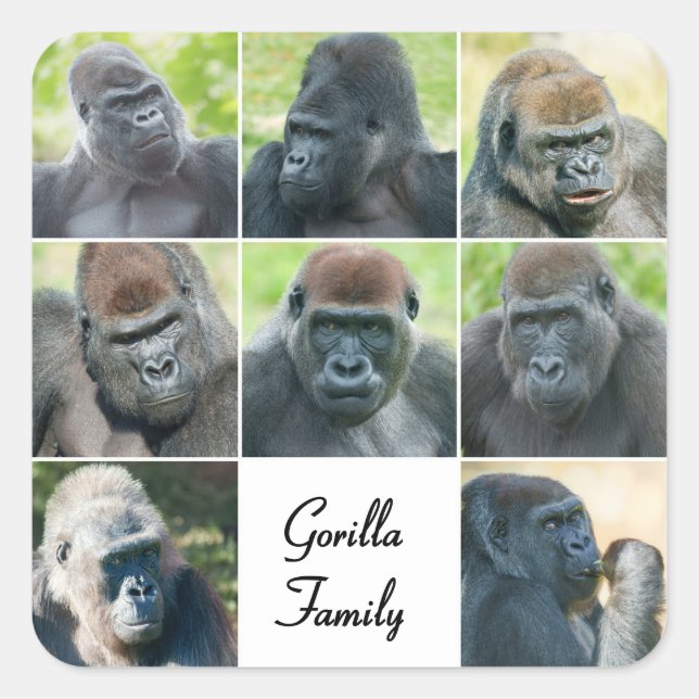 Adesivo Quadrado Família Gorilla (Frente)