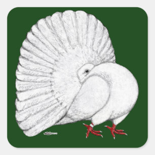 Adesivo Quadrado Fantail Pigeon White