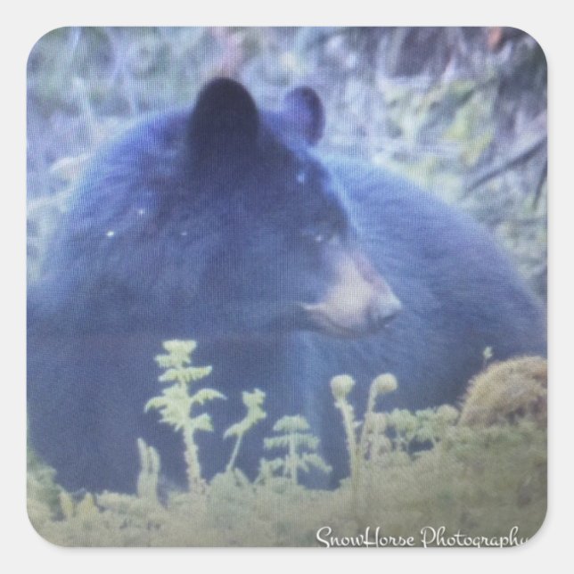 Adesivo Quadrado Fantasma, O Urso Negro (Frente)