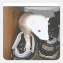 Farret e a mangueira