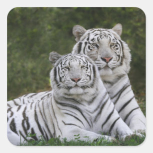 Adesivo Quadrado Fase branca, tigre de Bengal, Tigris