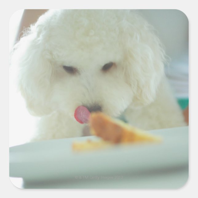 Adesivo Quadrado Fechamento de uma comida de poodle em miniatura (Frente)
