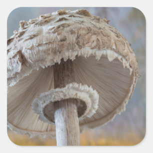 Adesivo Quadrado Fechar A Parte Inferior Do Cogumelo