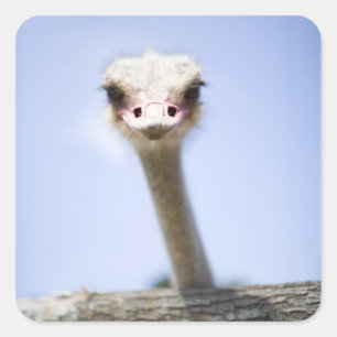 Adesivo Quadrado Fechar cabeça de Ostrich