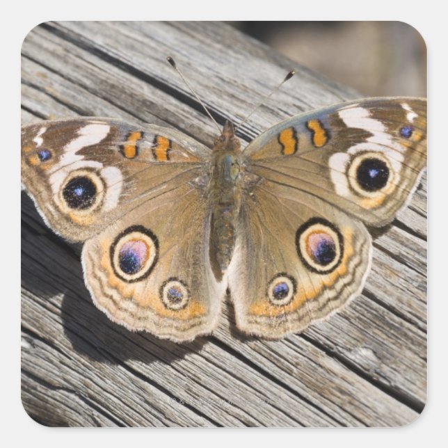 Adesivo Quadrado Fecho da borboleta-de-buque comum (Junonia) (Frente)