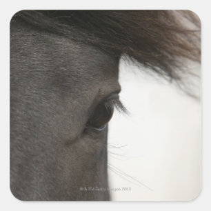 Adesivo Quadrado Fecho dos olhos e do cabelo de cavalo