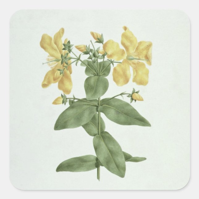 Adesivo Quadrado Feel-Fetch (Hypericum quartinianum) (m/c sobre gra (Frente)
