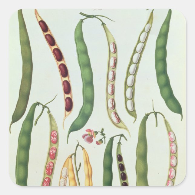 Adesivo Quadrado Feijão (Frente)