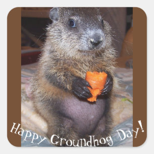 Adesivo Quadrado Feliz Dia da Marmota
