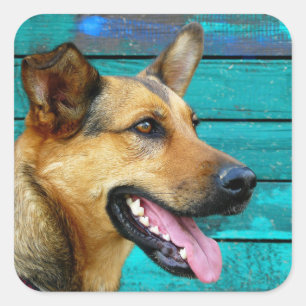 Adesivo Quadrado Feliz German shepherd