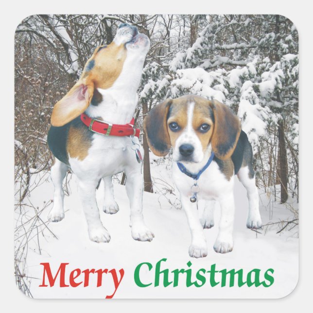 Adesivo Quadrado Feliz Natal Beagle Snowy Woods Stickers (Frente)