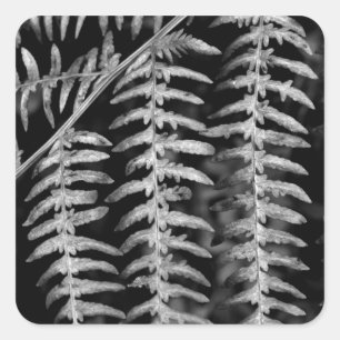 Adesivo Quadrado Fern Stickers