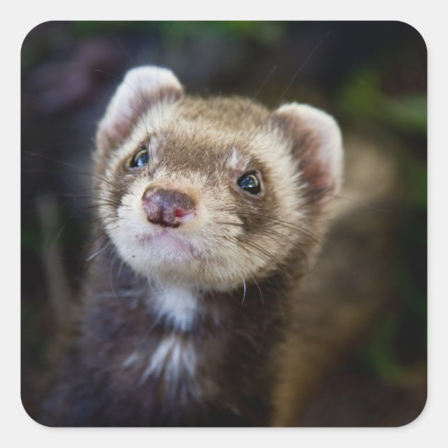 Adesivo Quadrado Ferret (Frente)