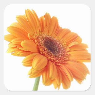 Adesivo Quadrado Festa de casamento Flor Laranja Floral Gerbera Dai