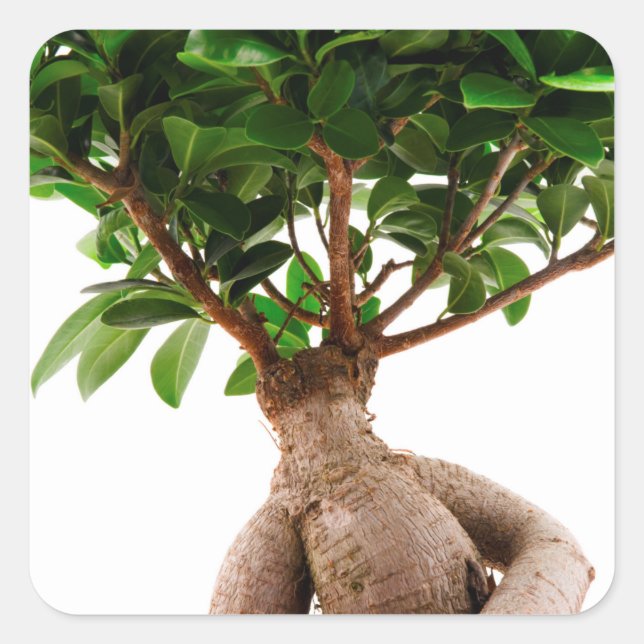 Adesivo Quadrado Ficus Ginseng (Frente)