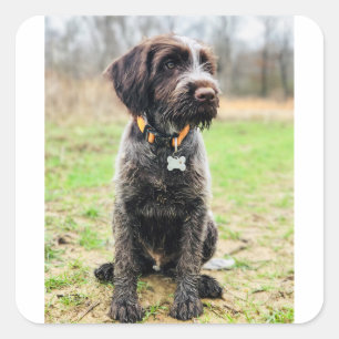 Adesivo Quadrado Filhote de cachorro apontar Griffon Wirehaired