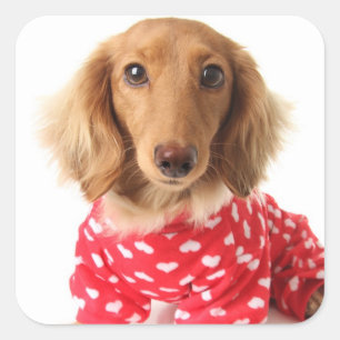 Adesivo Quadrado Filhote de cachorro do Dachshund que veste o