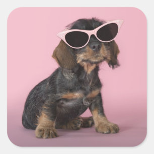 Adesivo Quadrado Filhote de cachorro do Dachshund que veste óculos