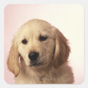 Adesivo Quadrado Filhote de cachorro do golden retriever