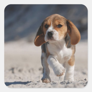 Adesivo Quadrado Filhote de cachorro do lebreiro