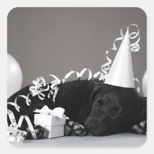 Adesivo Quadrado Filhote de cachorro que dorme em decorações do