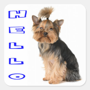 Adesivo Quadrado Filhote de cachorro Yorkshire Terrier Azul Olá
