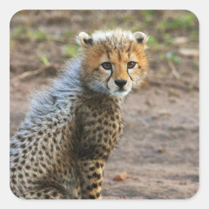 Adesivo Quadrado Filhote de Guepardo Acinonyx Jubatus)
