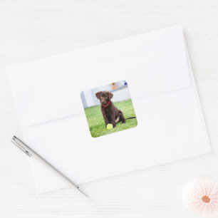 Adesivo Quadrado Filhote De Labrador De Chocolate Com Bola De Têni