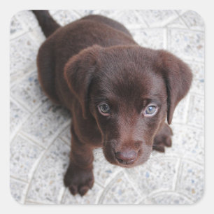 Adesivo Quadrado Filhote de Labrador Retriever Chocolate Lab