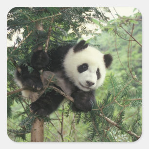 Adesivo Quadrado Filhote de Panda Gigante sobe em uma árvore, Vale 