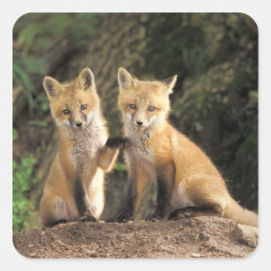 Adesivo Quadrado Filhote de Raposa Vermelha em frente à toca Vulpes