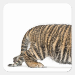 Adesivo Quadrado Filhote de tigre 2 de Sumatran