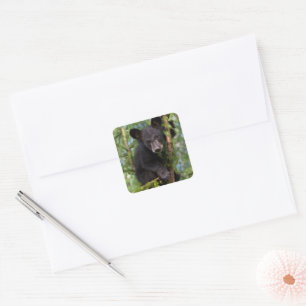 Adesivo Quadrado Filhote de Urso Negro Brincando nas Árvores