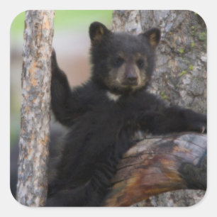 Adesivo Quadrado Filhote de Urso Negro Relaxando