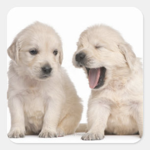 Adesivo Quadrado Filhotes de cachorro do golden retriever (4