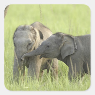 Adesivo Quadrado Filhotes de Elefante Indiano / Asiático