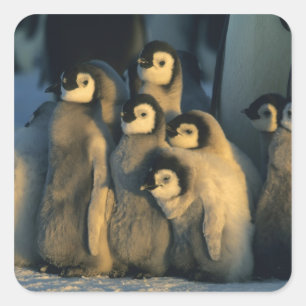 Adesivo Quadrado Filhotes de pinguim-imperador em creche, Aptenodyt
