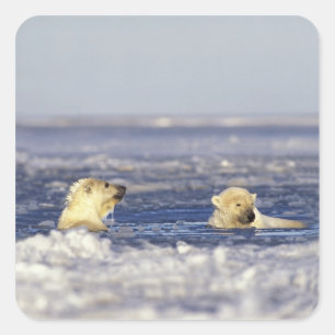 Adesivo Quadrado Filhotes de urso polar brincando