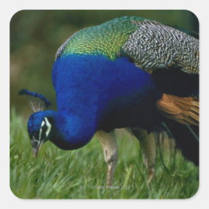 Adesivo Quadrado Fim-acima de um pavão
