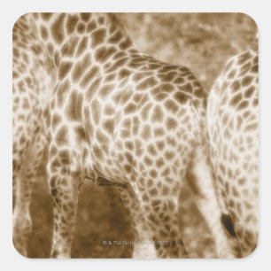 Adesivo Quadrado Fim-Acima do parque nacional de Kruger dos girafas