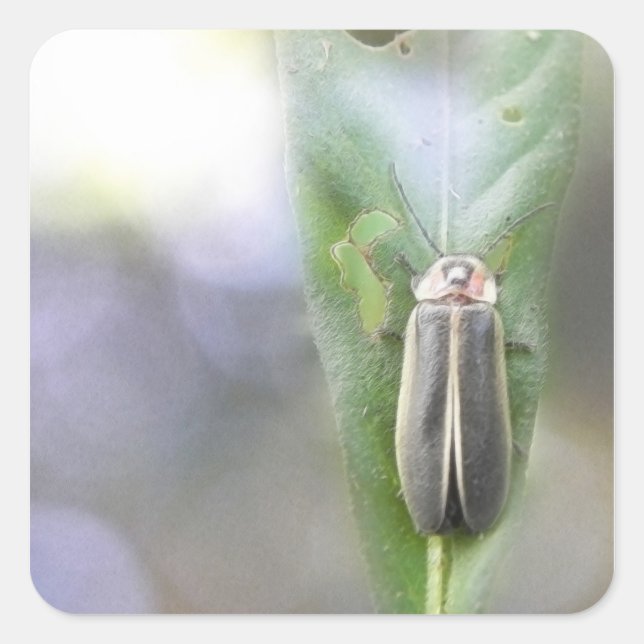 Adesivo Quadrado Firefly - Photuris Pyralis (Frente)