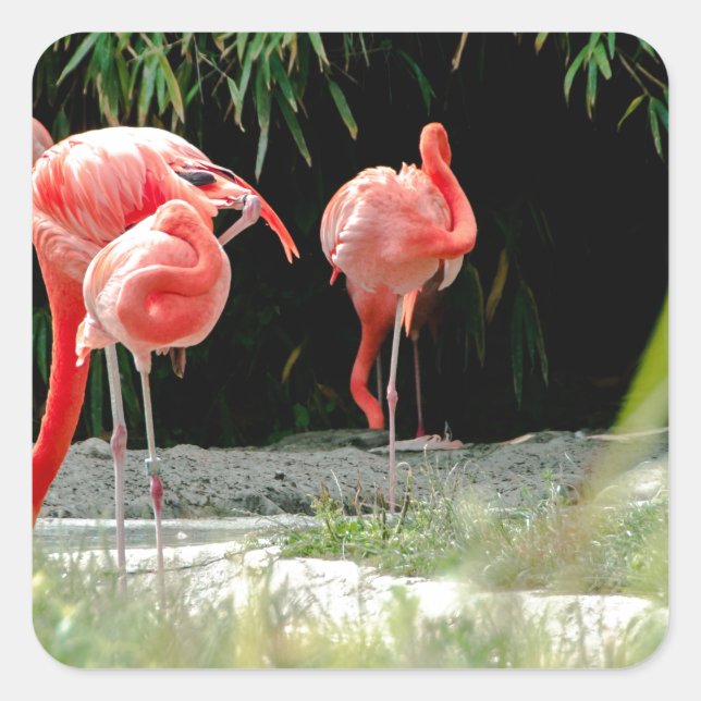 Adesivo Quadrado flamingo (Frente)