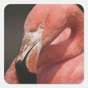 Adesivo Quadrado Flamingo Chileno, Phoenicopterus chilensis