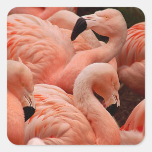 Adesivo Quadrado Flamingos cor-de-rosa