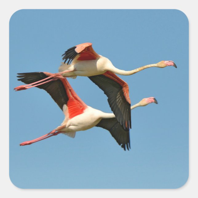 Adesivo Quadrado Flamingos em voo (Frente)