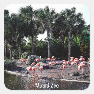 Adesivo Quadrado Flamingos, Miami, Florida
