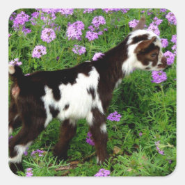 Adesivo Quadrado Flashy Nigerian Dwarf Goat Kid em flores roxas
